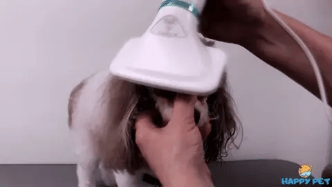 Escova Secadora para Animais de Estimação 
